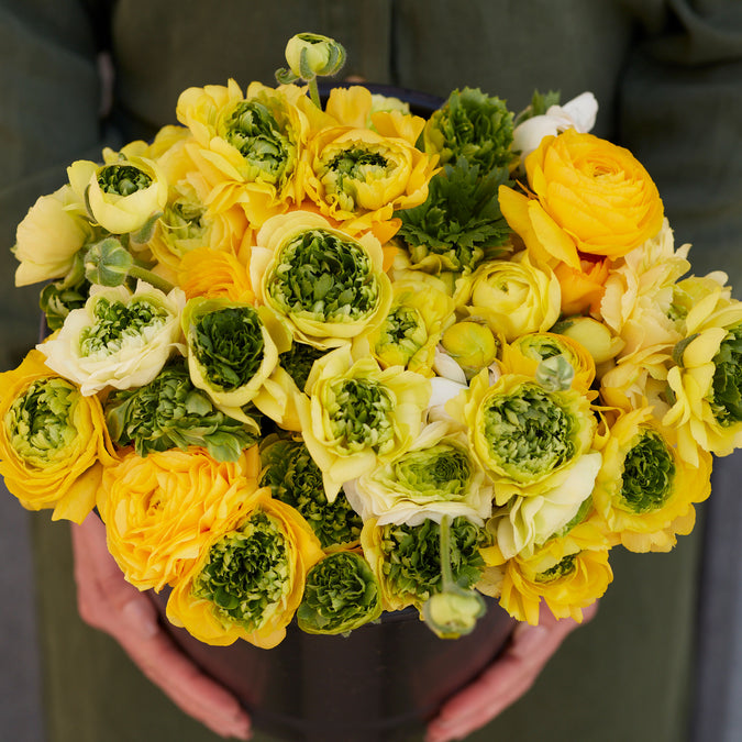 Ranunculus Seeds - Super Green Yellow