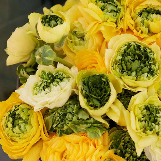 Ranunculus Seeds - Super Green Yellow