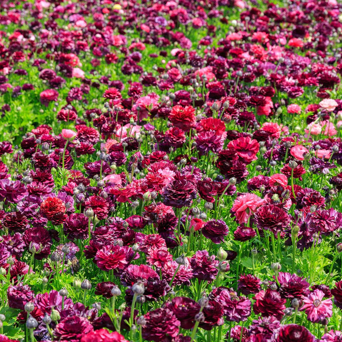 Ranunculus Seeds - Vineyard Mix