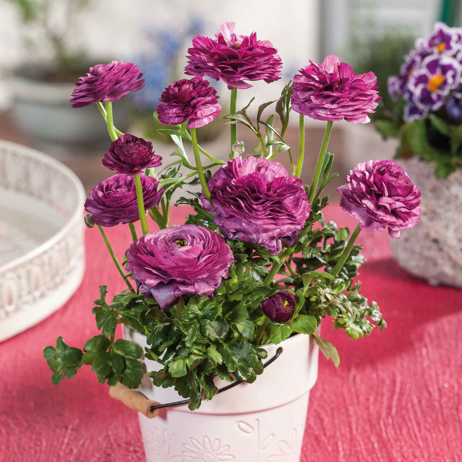 Ranunculus Seeds - Violet