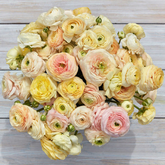 Ranunculus Seeds - Wedding Pastel