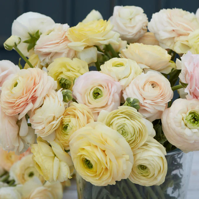 Ranunculus Seeds - Wedding Pastel