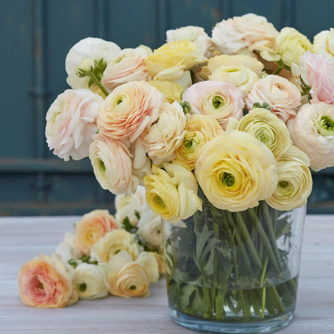 Ranunculus Seeds - Wedding Pastel