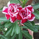 Rare Adenium Obesum Desert Rose Seeds – Bonsai - Style Succulent with Thick Stem - Dharaseeds
