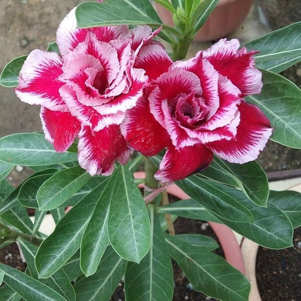 Rare Adenium Obesum Desert Rose Seeds – Bonsai - Style Succulent with Thick Stem - Dharaseeds