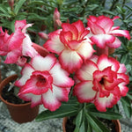 Rare Adenium Obesum Desert Rose Seeds – Bonsai - Style Succulent with Thick Stem - Dharaseeds