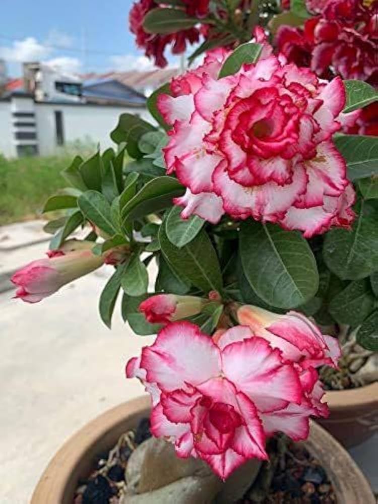 Rare Adenium Obesum Desert Rose Seeds – Bonsai - Style Succulent with Thick Stem - Dharaseeds