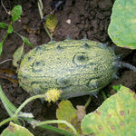 Rare African Horned Cucumber Seeds high germination