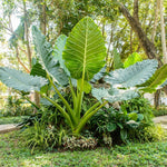 Rare Alocasia seeds high germination planting quality