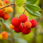 Rare Arbutus tree seeds light yellow variety for home gardening