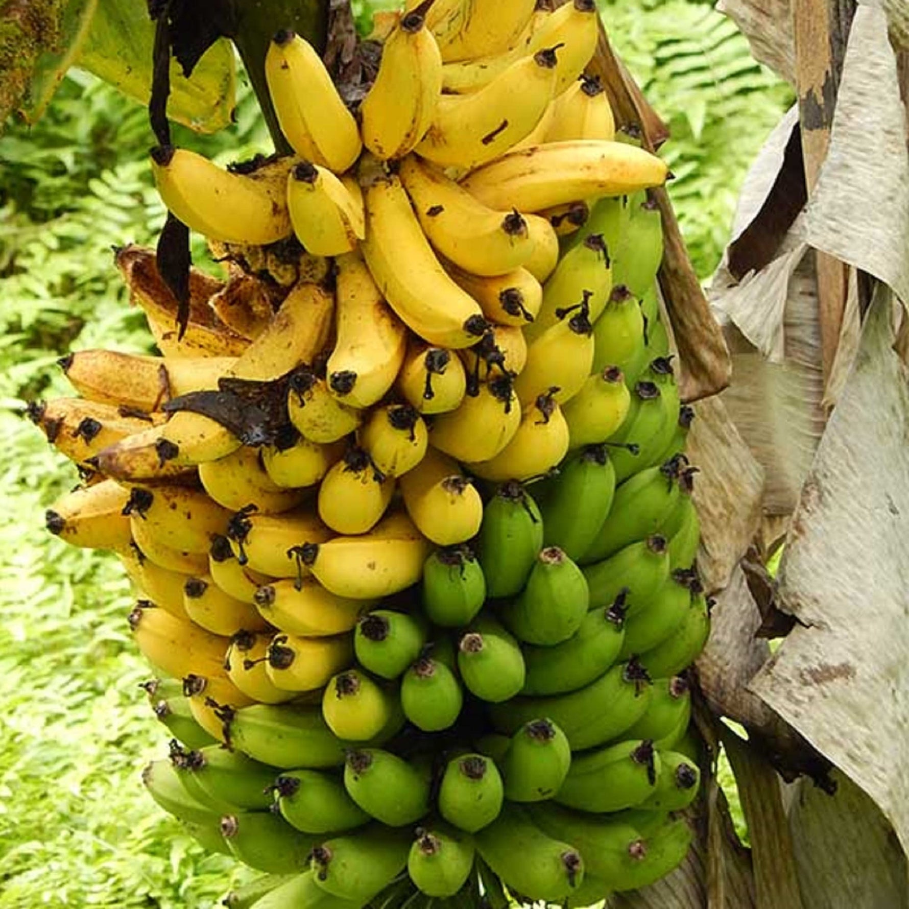 Rare banana tree seeds for planting in home gardens