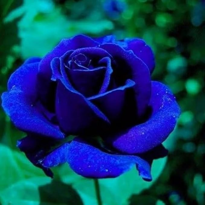 Rare Blue Rose Tree Seeds – Balcony Potted Plant - Dharaseeds