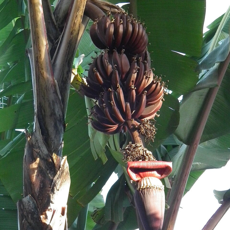 Rare Brown Banana Seeds for gardening grow banana plants