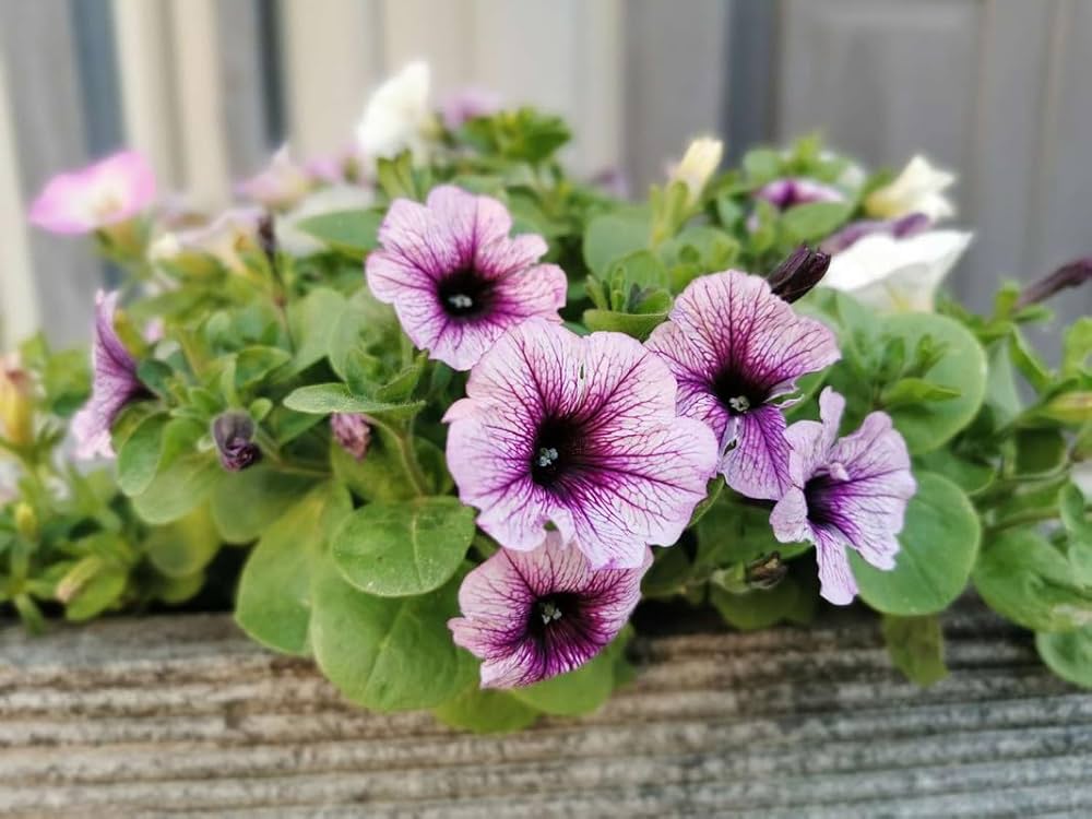 Rare Color Petunia Seeds – Uncommon Shades for Unique Garden Designs - Dharaseeds