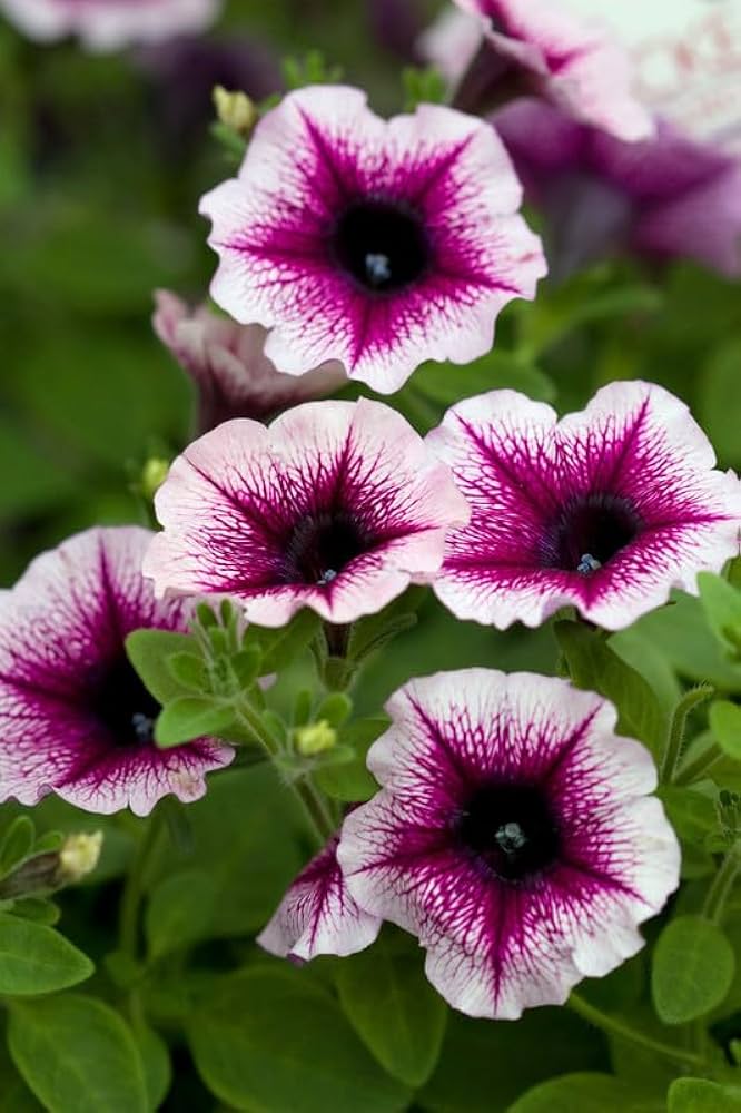 Rare Color Petunia Seeds – Uncommon Shades for Unique Garden Designs - Dharaseeds