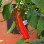 Rare Colossal Chinese HJ1 Chili Pepper Seeds – Mild Crown Variety - Dharaseeds