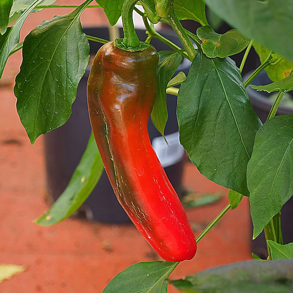 Rare Colossal Chinese HJ1 Chili Pepper Seeds – Mild Crown Variety - Dharaseeds