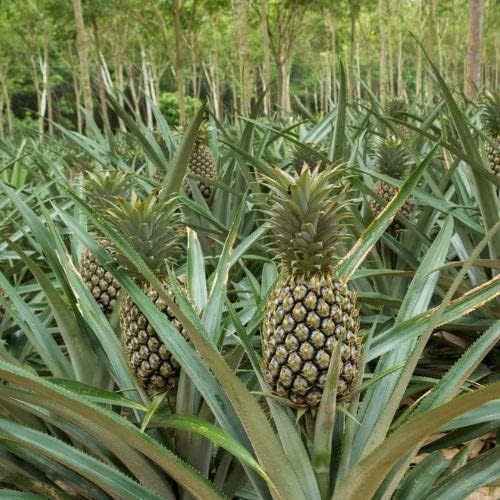 Rare green pineapple plant seeds for tropical gardens