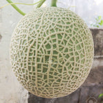 Rare Kiwano seeds for unique garden plants