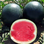 Rare kiwano seeds for home garden growing