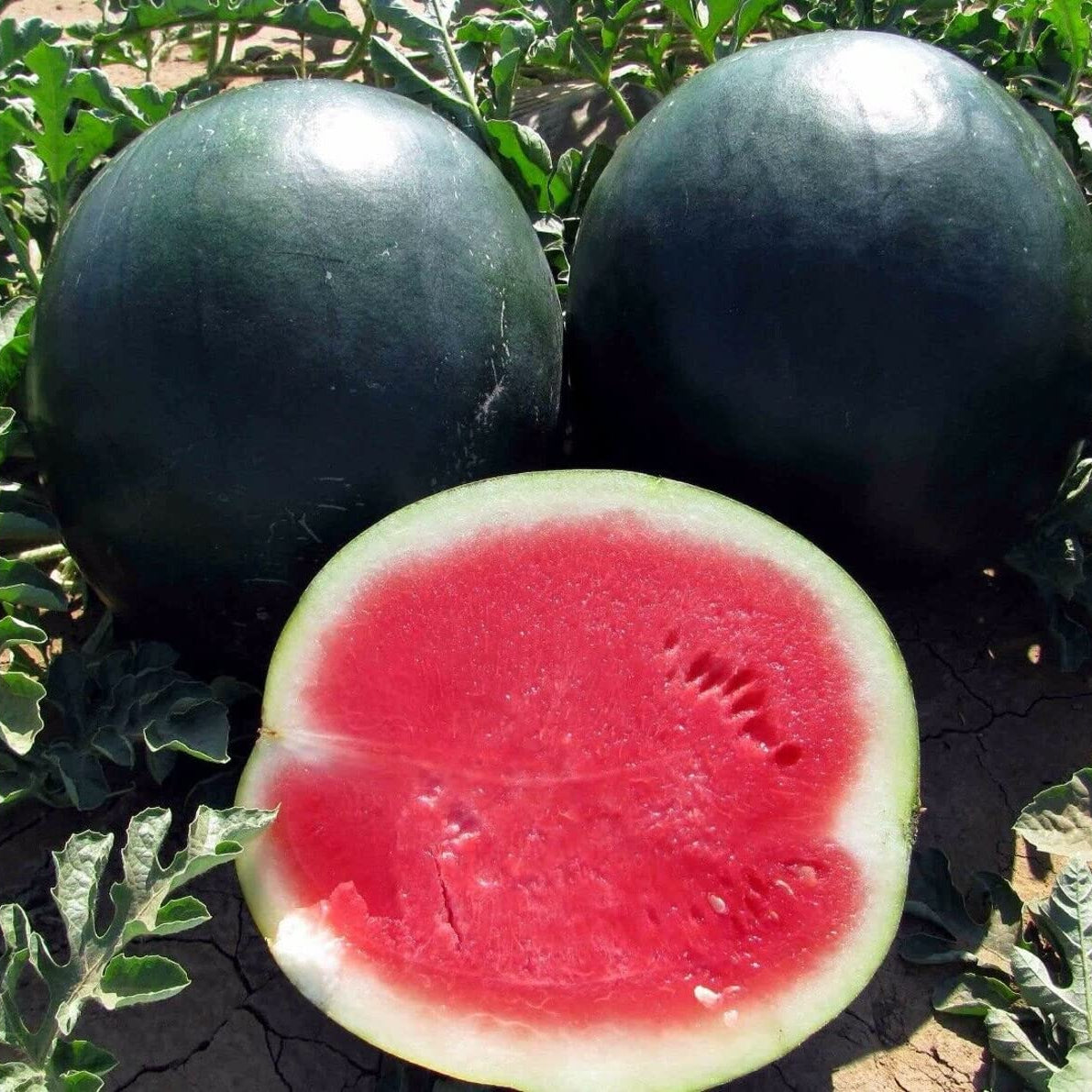 Rare kiwano seeds for home garden growing