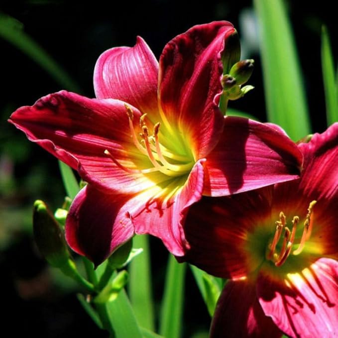 Rare Lily Seeds – Exotic Lilies for Unique Garden Displays - Dharaseeds