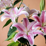 Rare Lily Seeds – Exotic Lilies for Unique Garden Displays - Dharaseeds