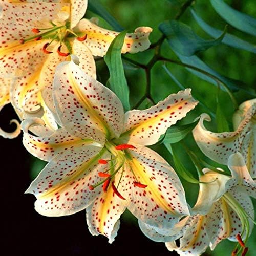 Rare Lily Seeds – Exotic Lilies for Unique Garden Displays - Dharaseeds