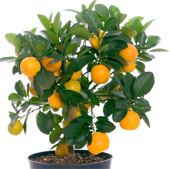 Rare Orange Bonsai tree seeds for planting indoors