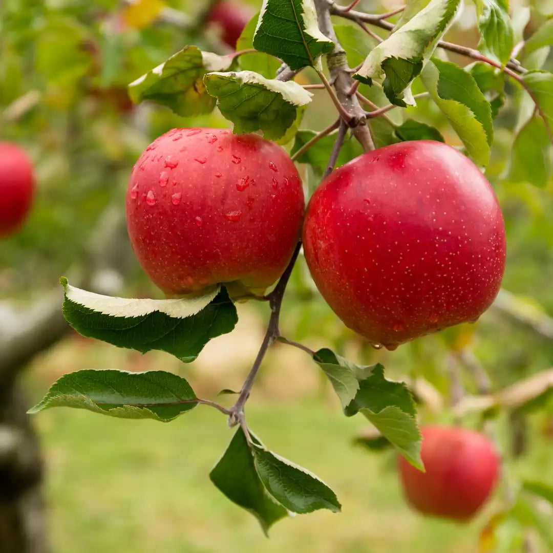 Non-GMO Paradise Apple tree seeds for home garden growers