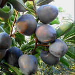 Rare Japanese Black Persimmon tree seeds for home gardening