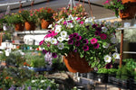 Rare Petunia Seeds – Unique Shades for Container and Bedding Displays - Dharaseeds