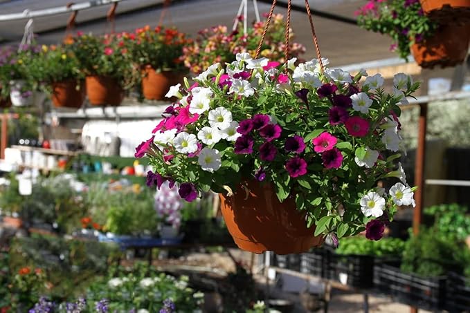 Rare Petunia Seeds – Unique Shades for Container and Bedding Displays - Dharaseeds