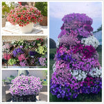 Rare Petunia Seeds – Unique Shades for Container and Bedding Displays - Dharaseeds