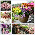 Rare Petunia Seeds – Unique Shades for Container and Bedding Displays - Dharaseeds