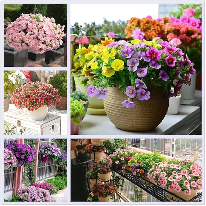 Rare Petunia Seeds – Unique Shades for Container and Bedding Displays - Dharaseeds