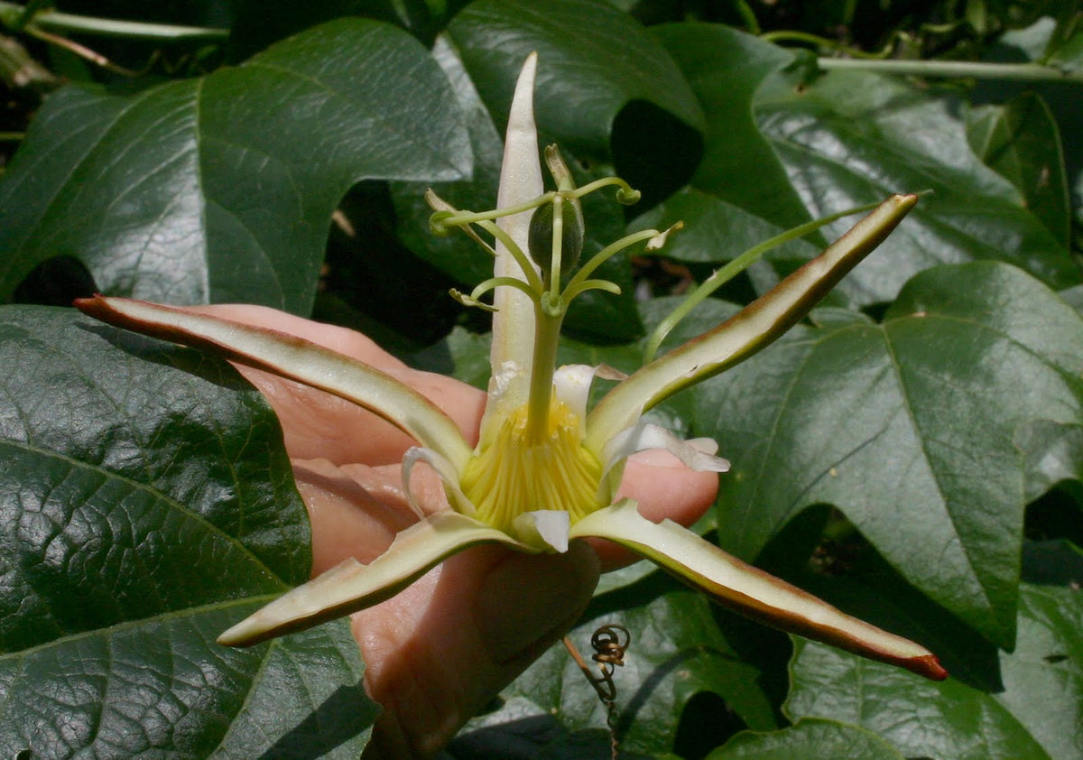 Rare plant seeds ideal for garden collectors and enthusiasts