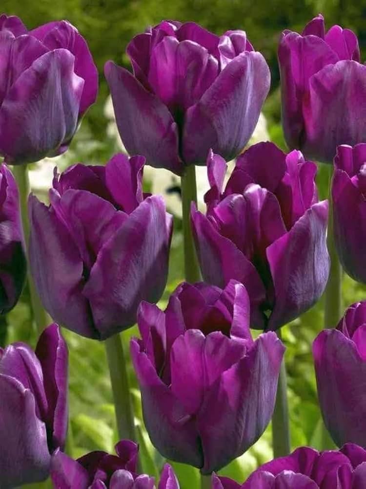Rare Purple & White Tulip Bulbs – Striking Spring Blooms for Elegant Displays - Dharaseeds