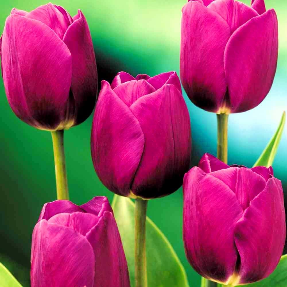 Rare Purple & White Tulip Bulbs – Striking Spring Blooms for Elegant Displays - Dharaseeds