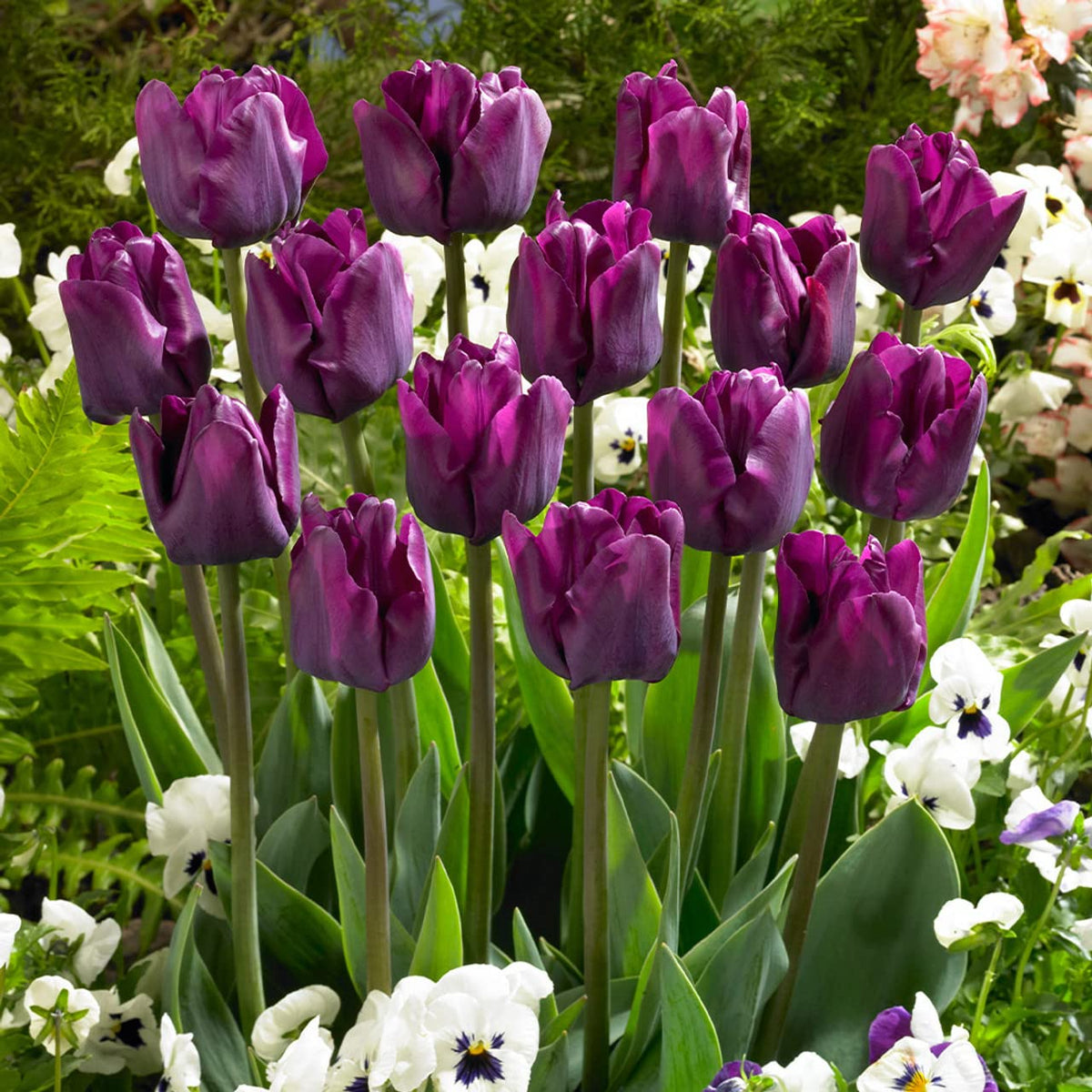 Rare Purple & White Tulip Bulbs – Striking Spring Blooms for Elegant Displays - Dharaseeds