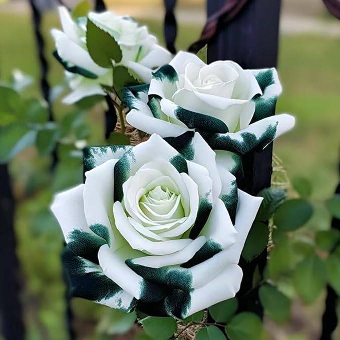 Rare Rainbow Rose Bonsai Mix Seeds – Magical Multicolored Rose Collection - Dharaseeds