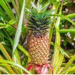 Rare red pineapple seeds with high germination rate