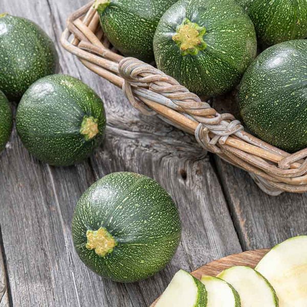 Rare Round Zucchini Seeds – Organic Squash Bonsai - Dharaseeds