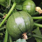 Rare Round Zucchini Seeds – Organic Squash Bonsai - Dharaseeds