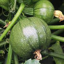 Rare Round Zucchini Seeds – Organic Squash Bonsai - Dharaseeds