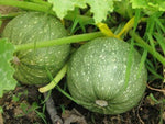 Rare Round Zucchini Seeds – Organic Squash Bonsai - Dharaseeds
