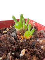 Rare Semi-Obconicum succulent seeds for collectors