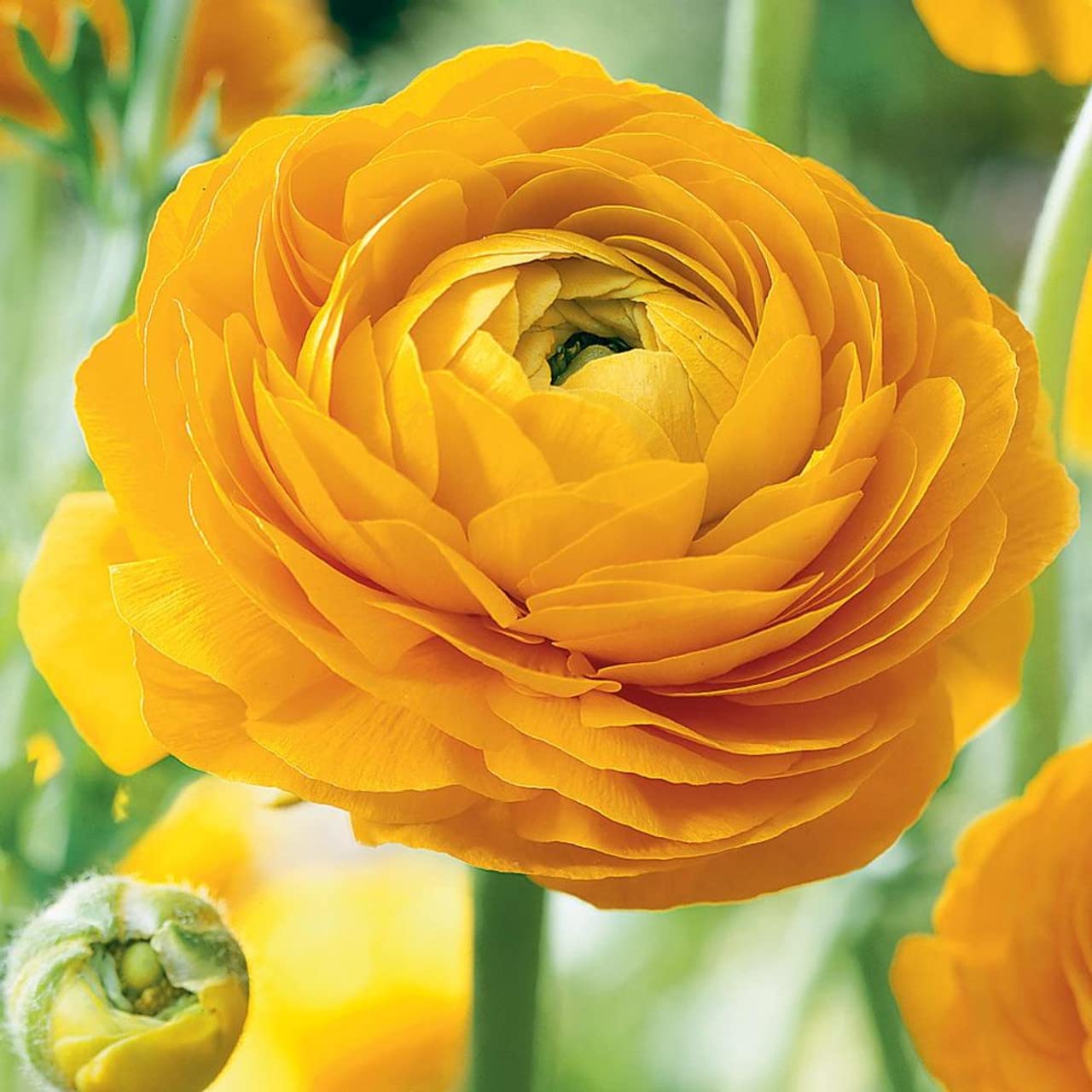 Rare Yellow Ranunculus Asiaticus Seeds – Bright Double Blooms for Spring Planting - Dharaseeds