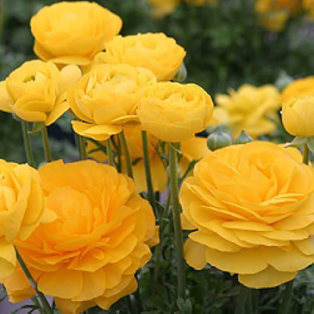 Rare Yellow Ranunculus Asiaticus Seeds – Bright Double Blooms for Spring Planting - Dharaseeds