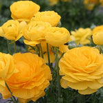 Rare Yellow Ranunculus Asiaticus Seeds – Bright Double Blooms for Spring Planting - Dharaseeds